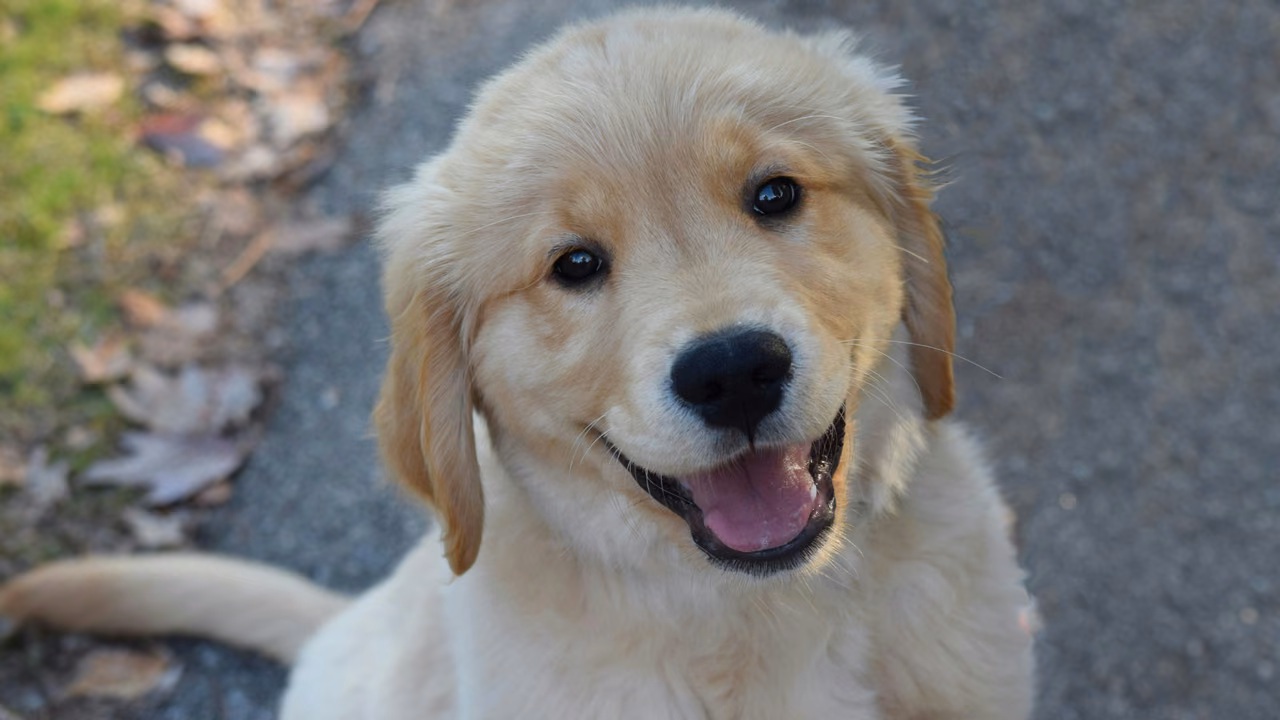 Golden retriever puppy close up, ESA letter in Jackson, MS