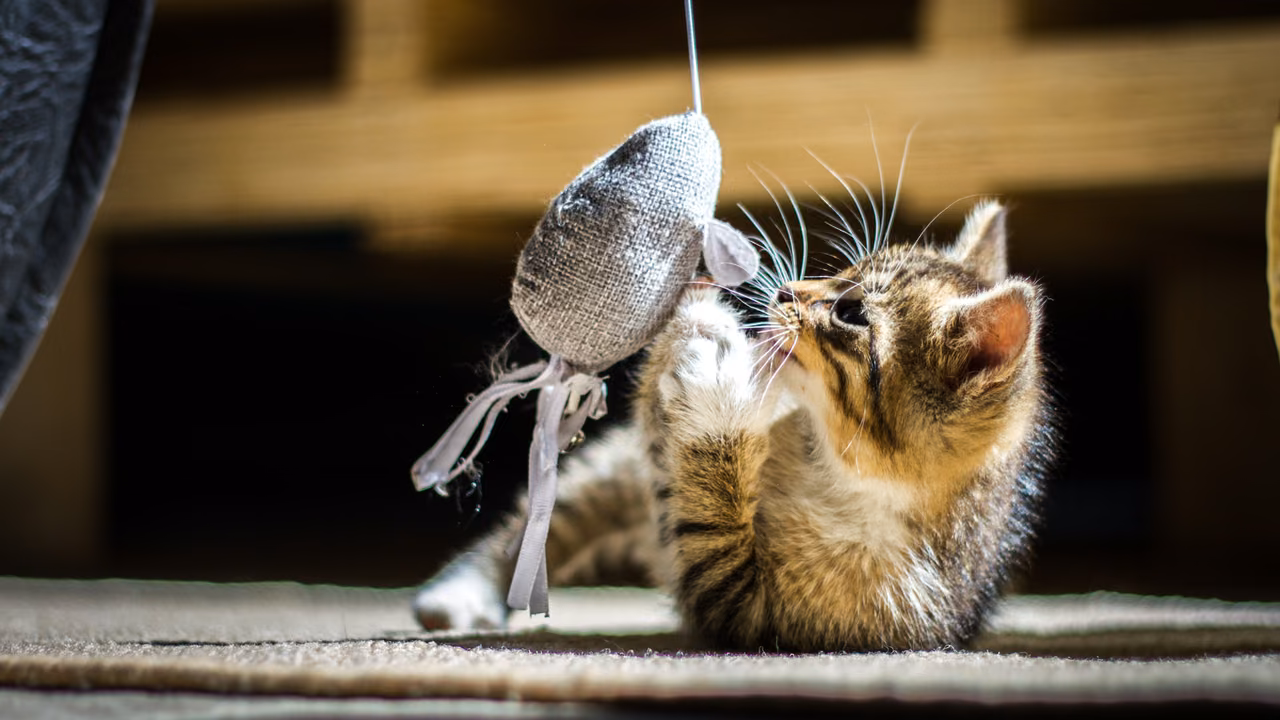 Kitten playing with a toy mouse, ESA letter in Jacksonville, FL
