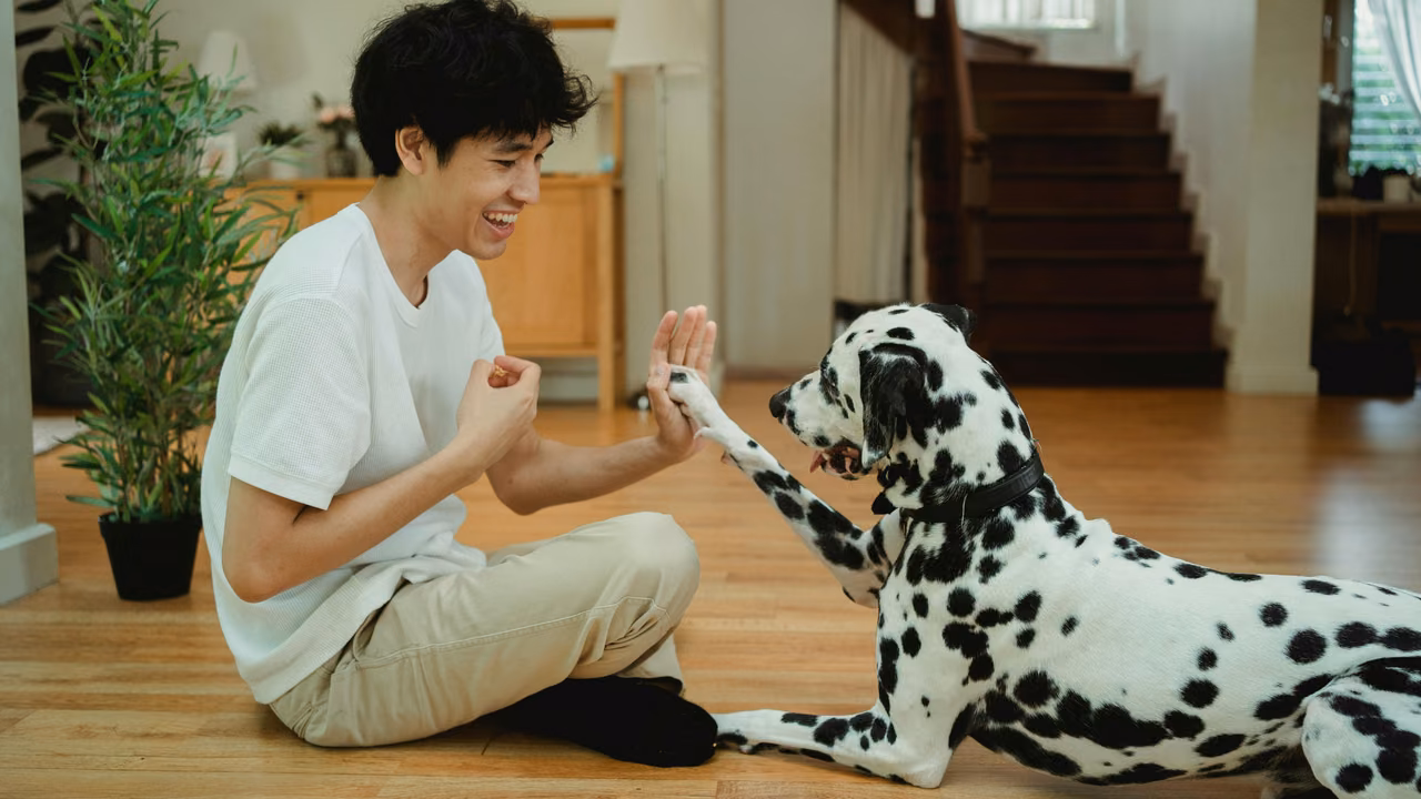 Woman giving her Dalmatian a high five at home, ESA letter in Jersey City, NJ