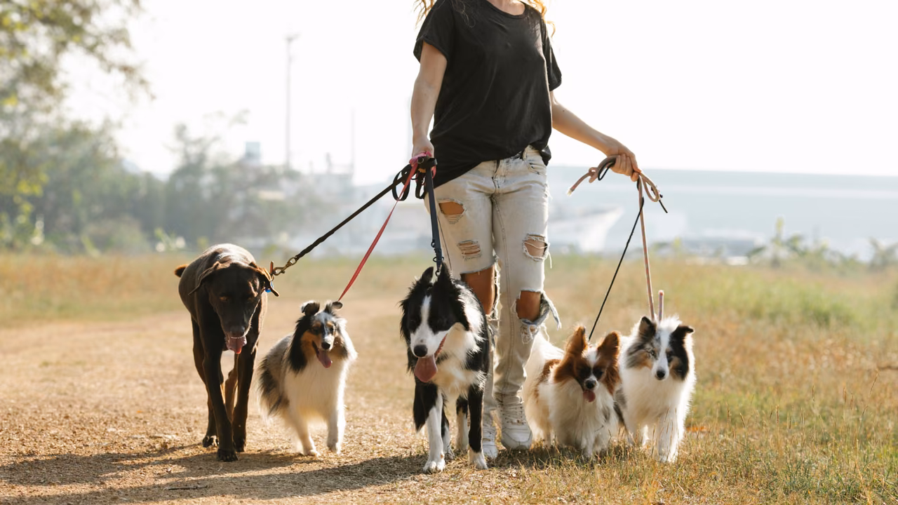 Dog walker with five dogs, ESA letter in Kansas City, MO