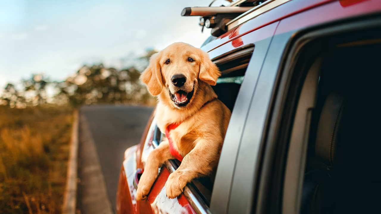 Golden retriever leaning out of a car window, ESA letter in Kansas