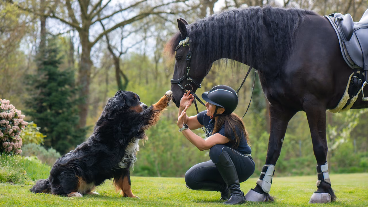 Woman greeting a Bernese mountain dog beside her horse, ESA letter in Kentucky