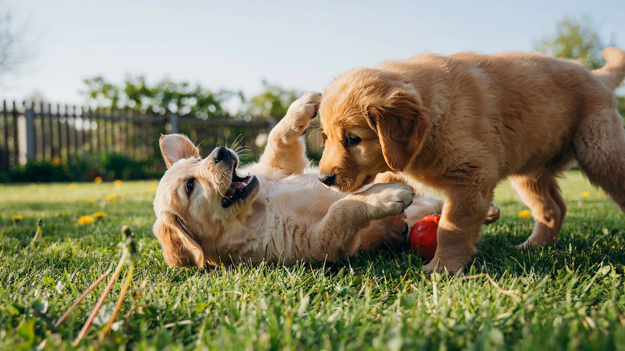 Golden retriever puppies playing on the lawn, ESA letter in Knoxville, TN