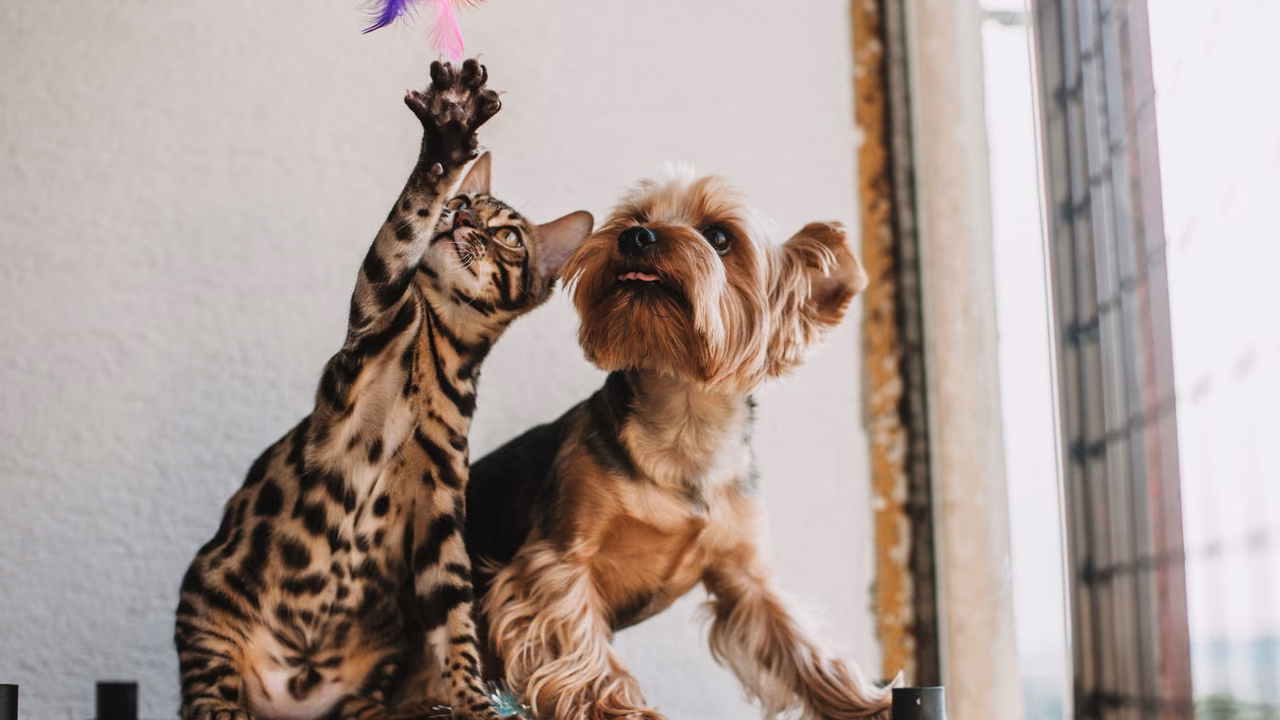 Bengal cat and Yorkshire terrier playing together, ESA letter in Lansing, MI