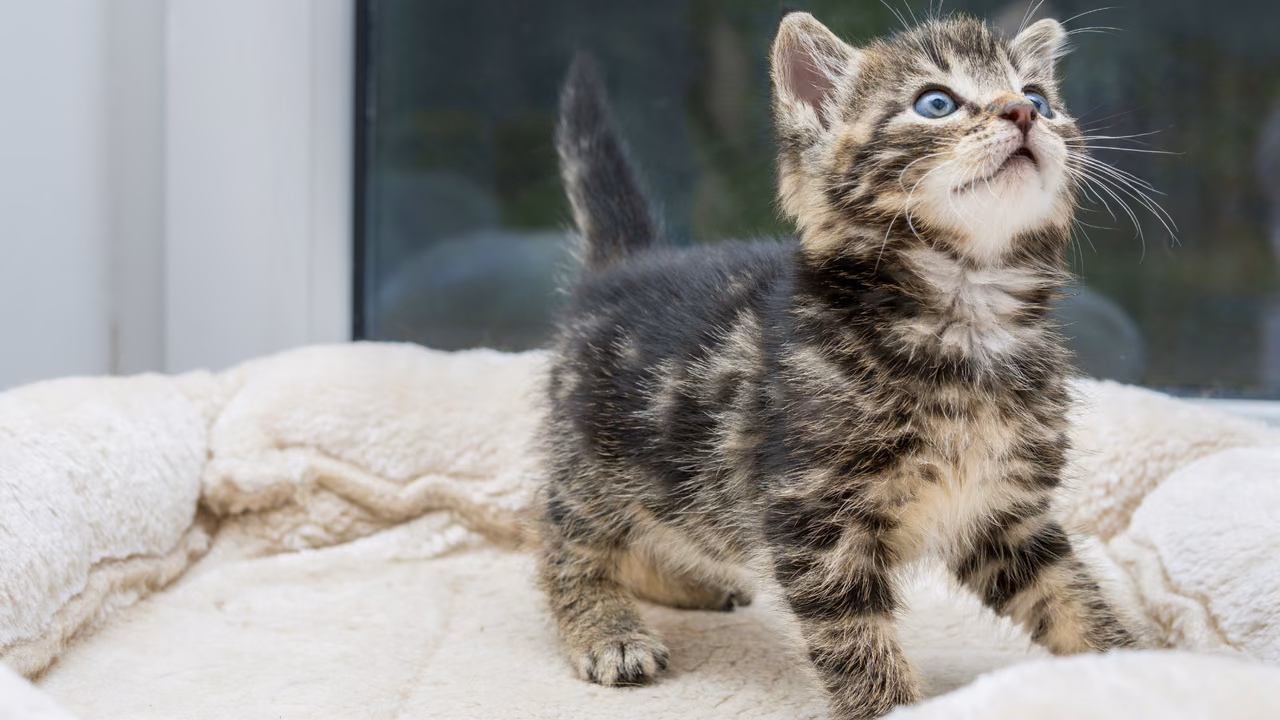 Tabby kitten on a soft blanket, ESA letter in Las Vegas, NV
