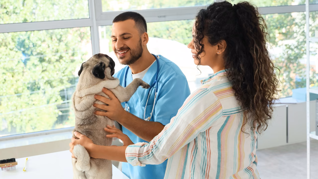 Couple bringing their pug to the vet, ESA letter in Lexington, KY