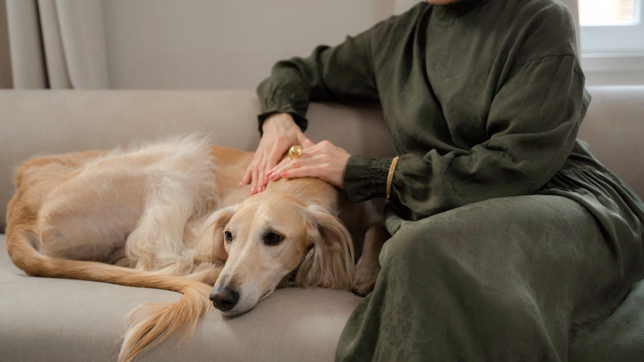 Woman stroking her saluki on the sofa, ESA letter in Los Angeles, CA