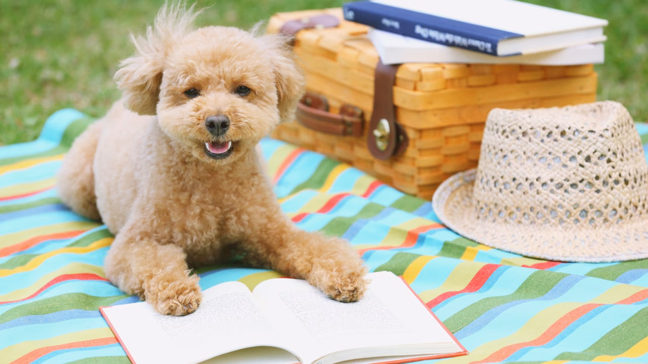 Toy poodle resting on a picnic blanket, ESA letter in Louisiana