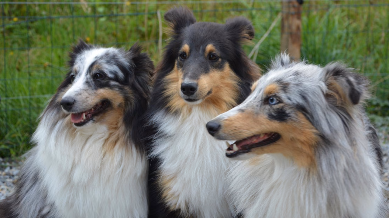 Three shelties close up, ESA letter in Louisville, KY