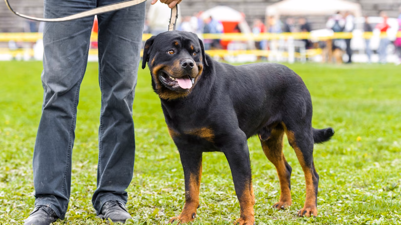 Rottweiler standing beside its owner on the grass, ESA letter in Lubbock, TX