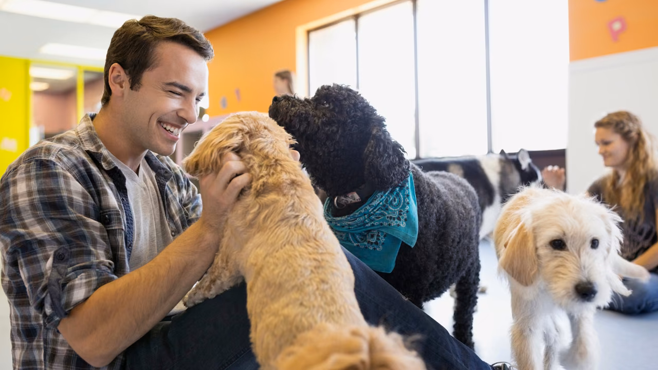 Man playing with dogs at a dog daycare, ESA letter in Madison, WI