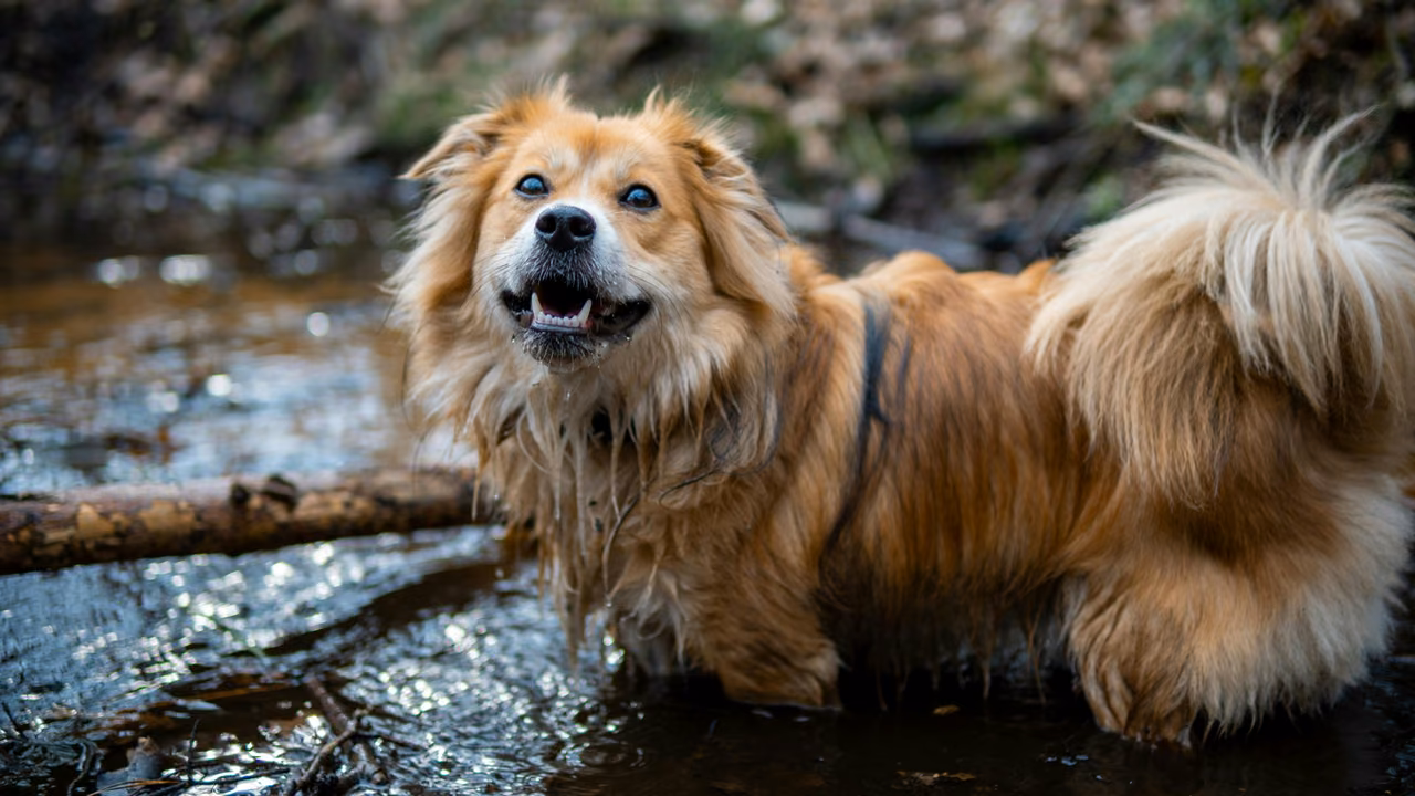 Fluffy dog splashing in a stream, ESA letter in Maine