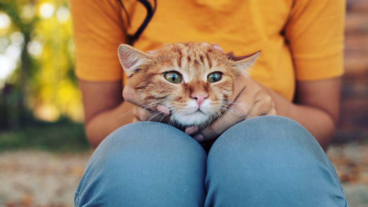 Woman holding her ginger cat in her lap, ESA letter in Manchester, NH
