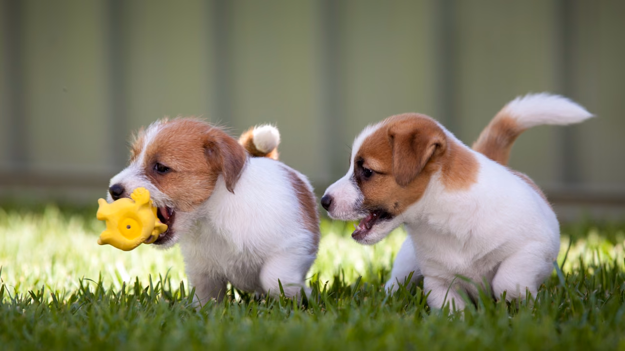 Two Jack Russell puppies playing on the grass, ESA letter in McKinney, TX
