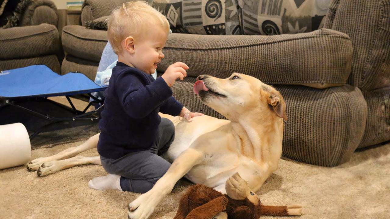 Toddler giving a treat to a Labrador, ESA letter in Minneapolis, MN