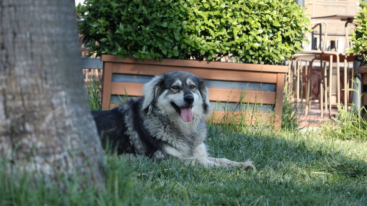 Husky mix resting on the grass in a backyard, ESA letter in Mississippi