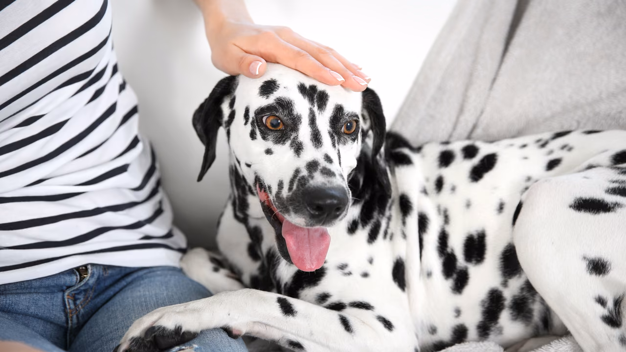 Dalmatian resting beside its owner on the sofa, ESA letter in Modesto, CA