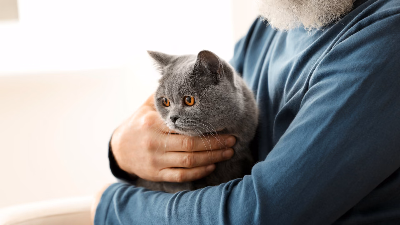 Man holding his British shorthair cat, ESA letter in Nashua, NH