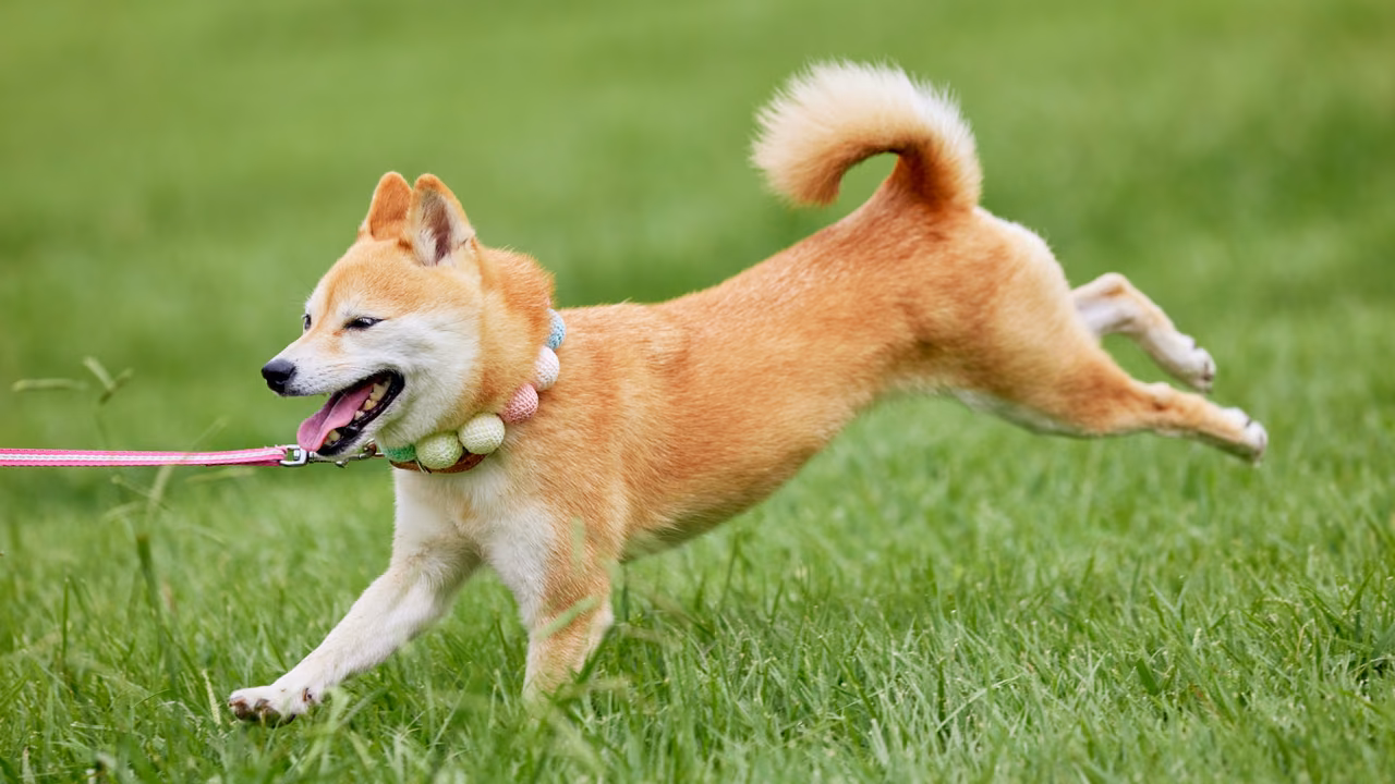 Shiba Inu running across a lawn, ESA letter in Nebraska