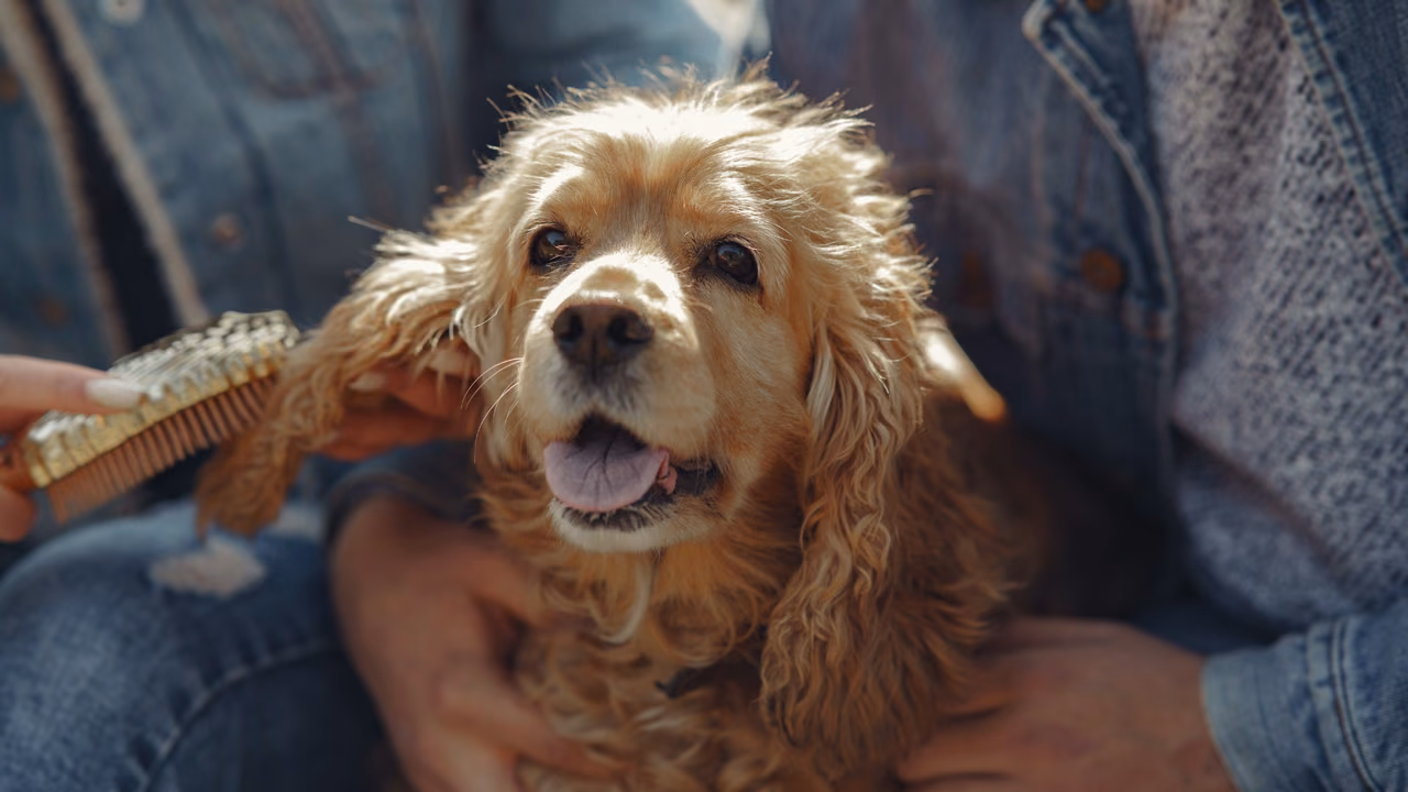 Cocker spaniel being brushed by its owner, ESA letter in New Mexico