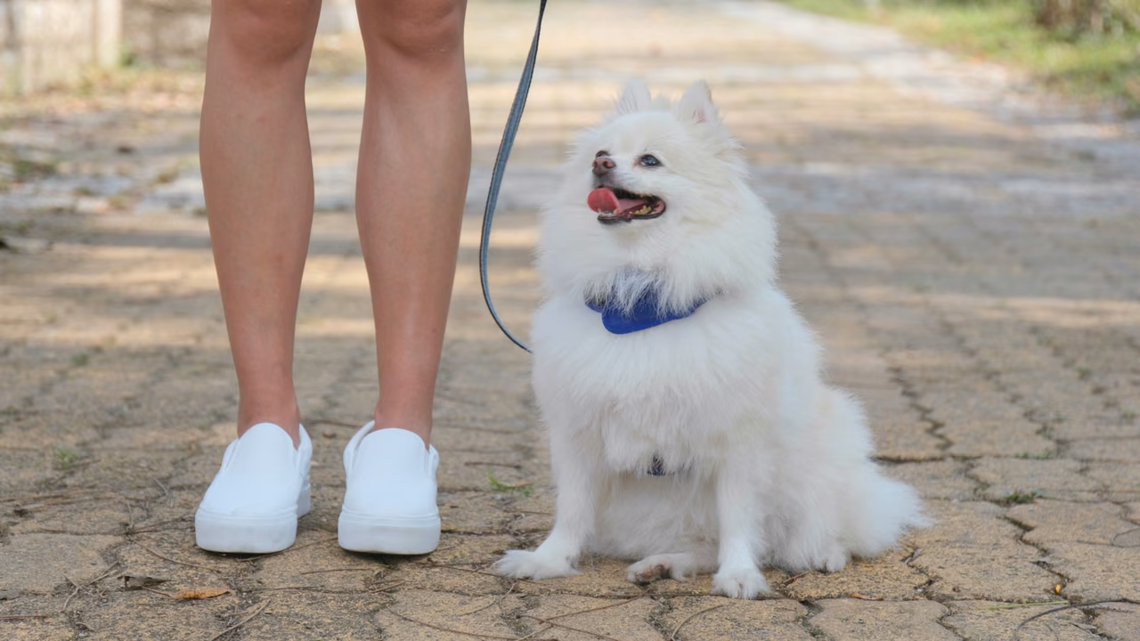 White spitz sitting by its owner's feet, ESA letter in New Orleans, LA