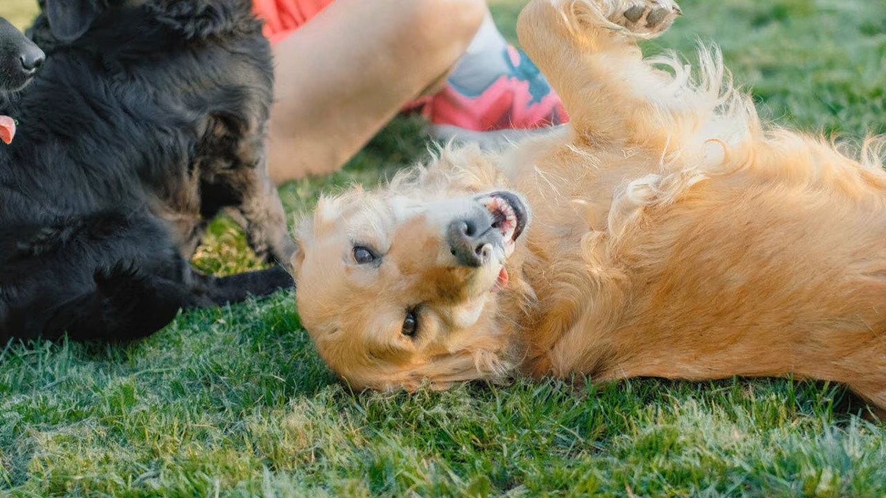 Golden retriever rolling on the grass, ESA letter in New York City, NY