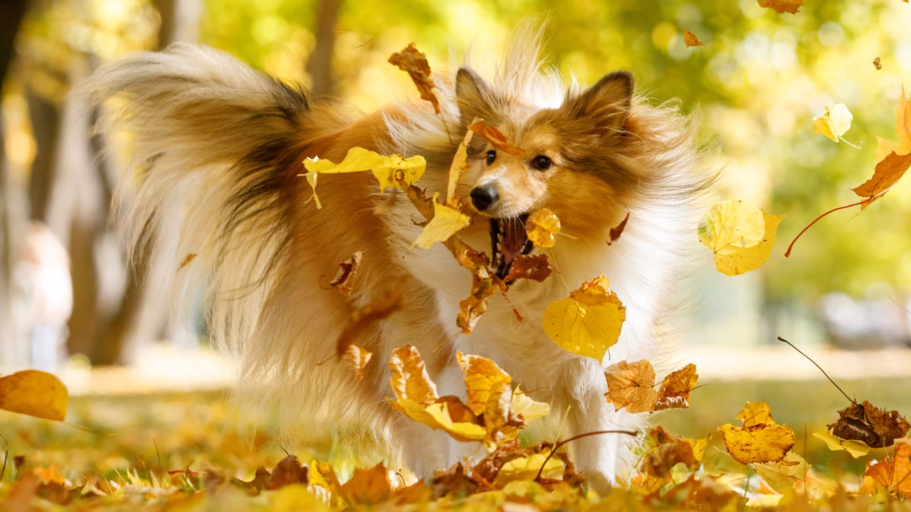 Sheltie playing in autumn leaves, ESA letter in Newport News, VA