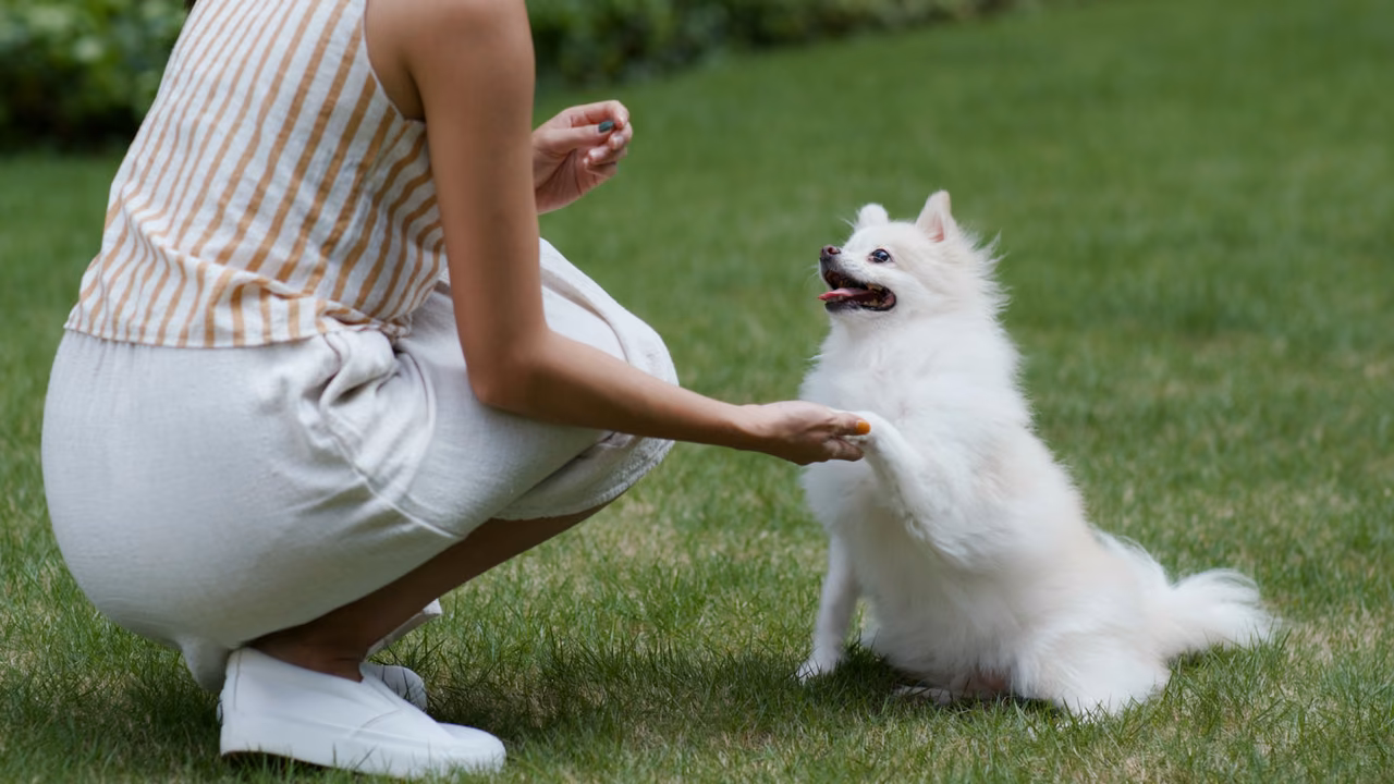 Woman teaching her white spitz to shake a paw, ESA letter in Norfolk, VA