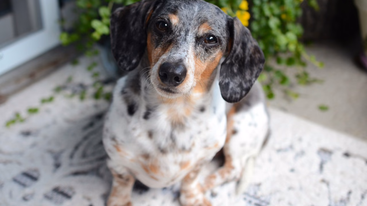 Dappled dachshund looking up at the camera, ESA letter in North Las Vegas, NV