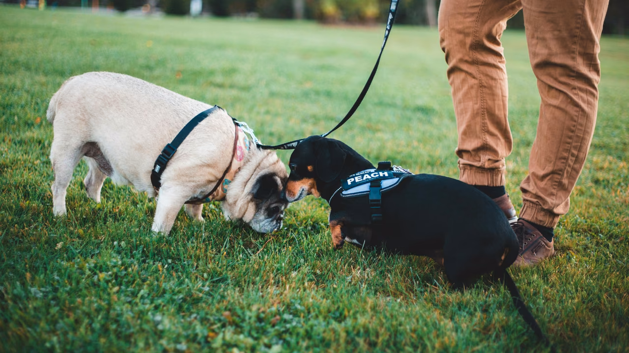 Two dogs meeting on leashes in a park, ESA letter in Oakland, CA