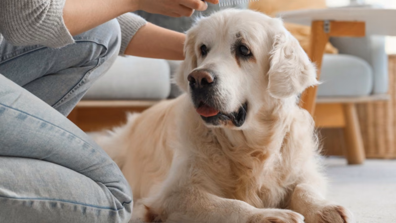 Golden retriever relaxing at home with its owner, ESA letter in Ohio