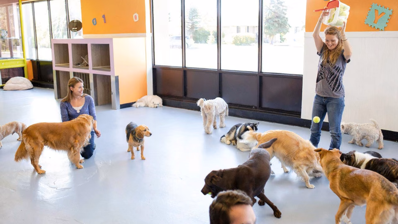 Dogs playing together at a dog daycare, ESA letter in Oklahoma