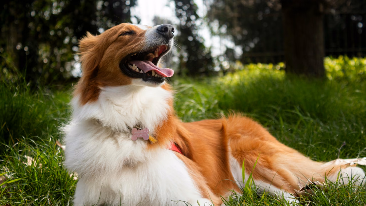 Collie lying in the tall grass, ESA letter in Oregon