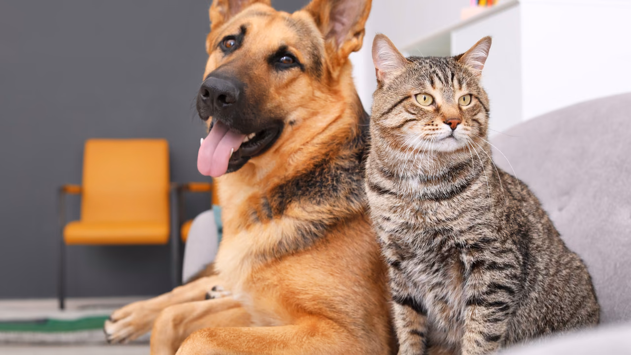 German shepherd and tabby cat sitting together at home, ESA letter in Pasadena, CA