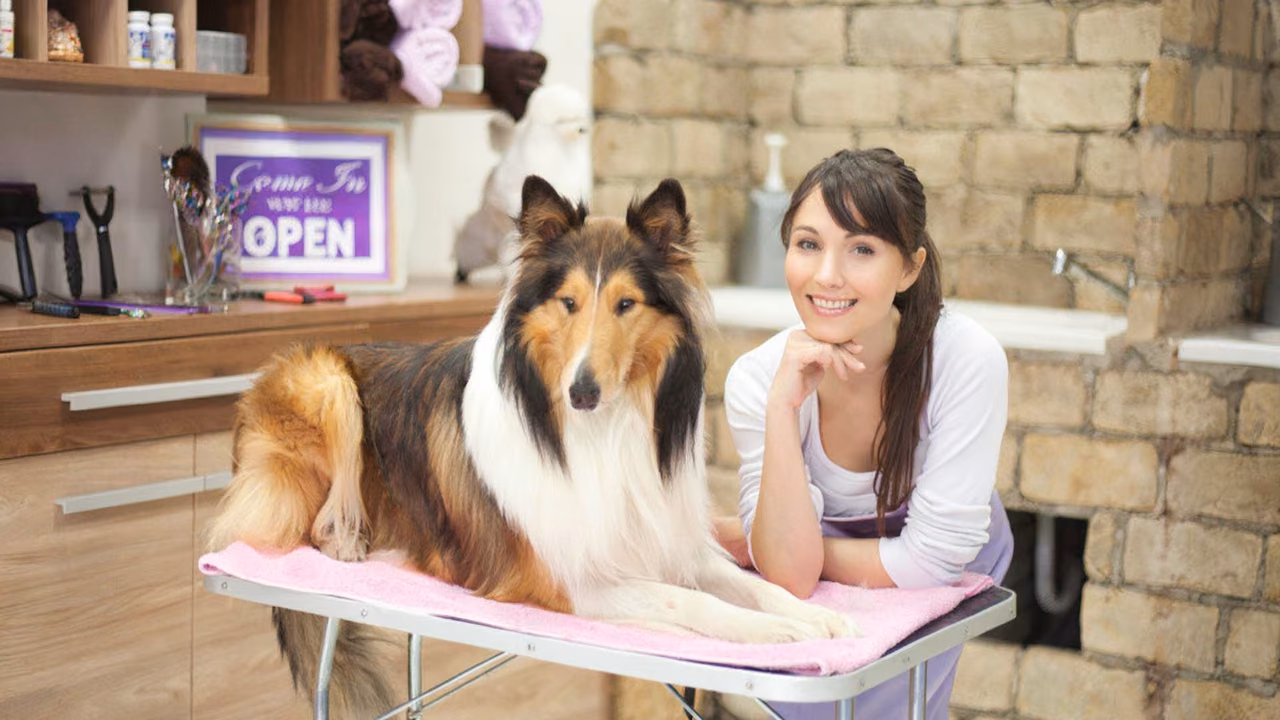 Woman with her rough collie at a grooming salon, ESA letter in Pennsylvania