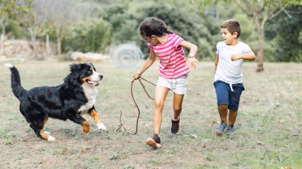 Children running with a Bernese mountain dog, ESA letter in Pittsburgh, PA