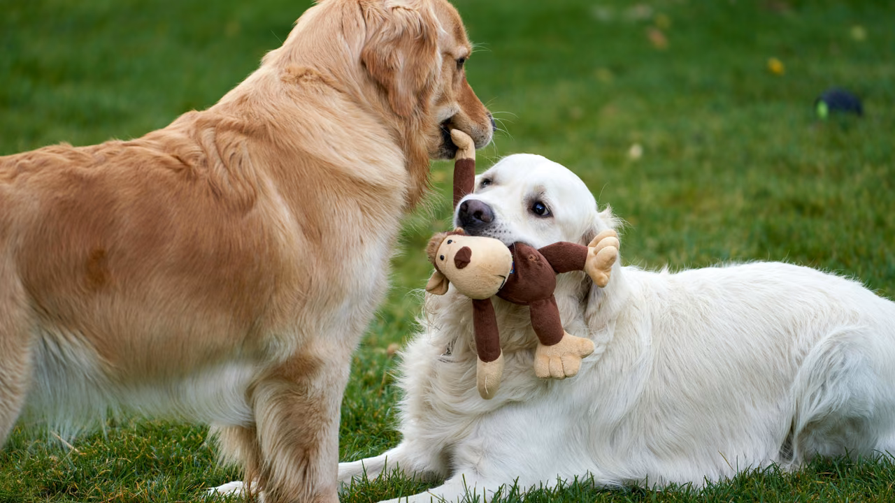 Two golden retrievers playing with a toy, ESA letter in Plano, TX