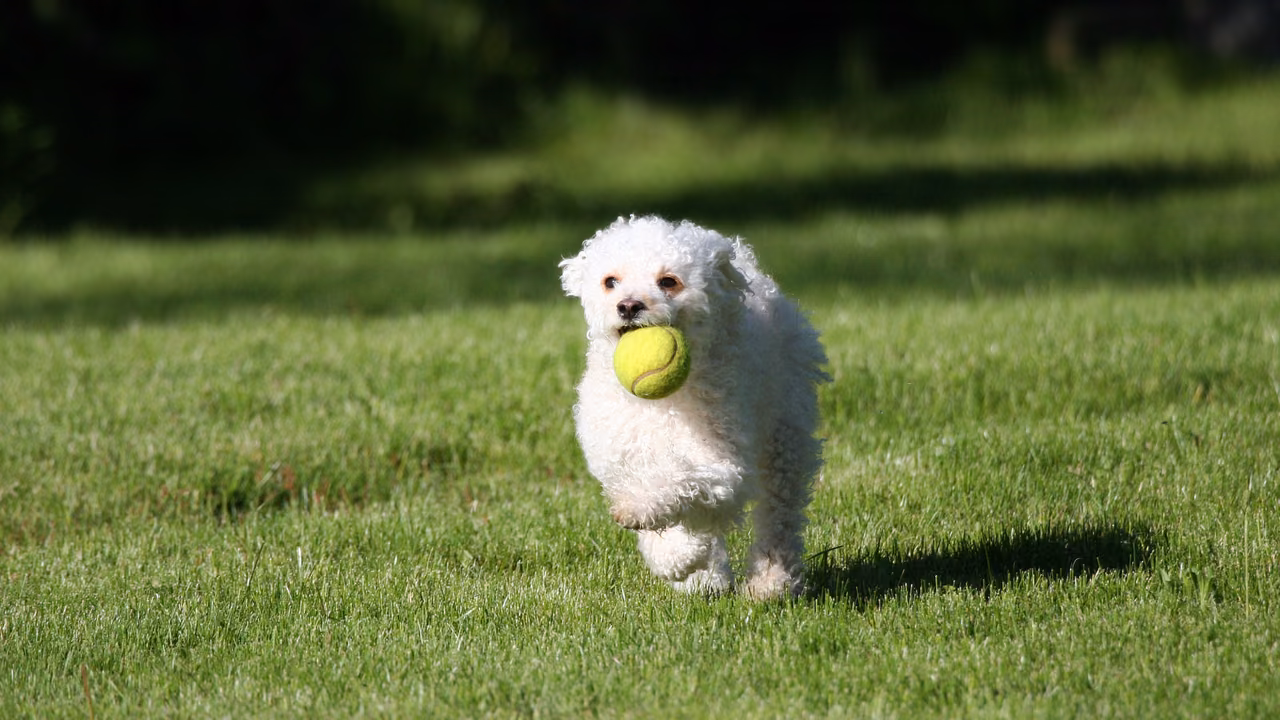 Small white dog running with a ball, ESA letter in Providence, RI