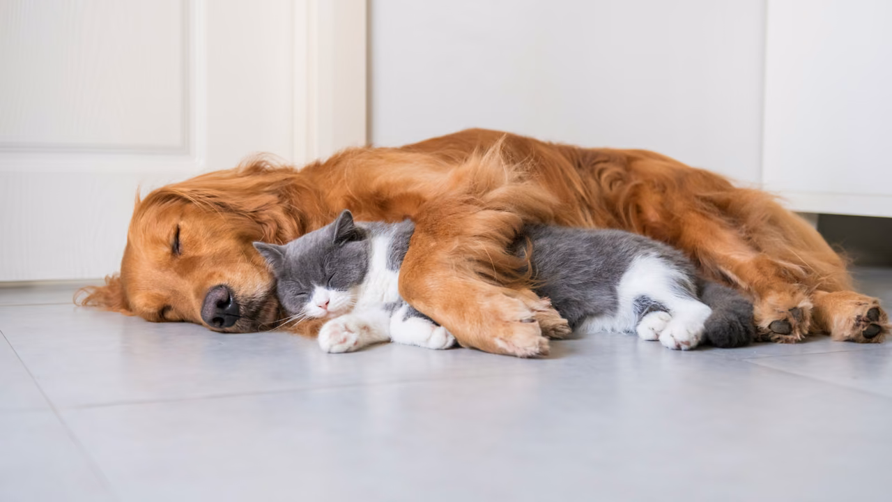 Golden retriever and grey cat sleeping together, ESA letter in Provo, UT