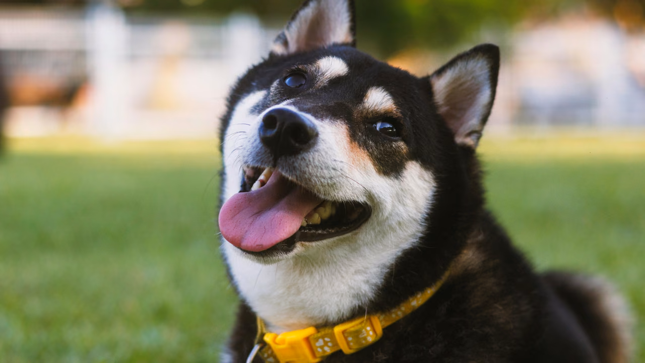 Shiba Inu smiling in a park, ESA letter in Rhode Island