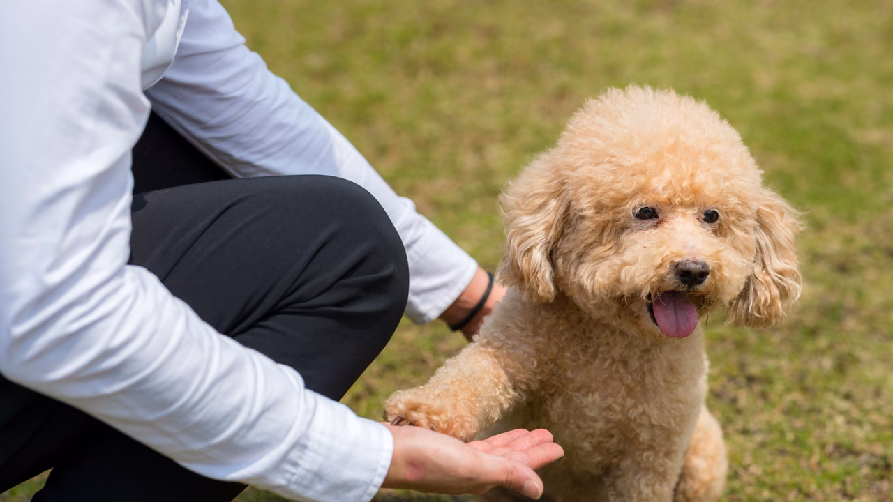 Toy poodle giving its owner a paw, ESA letter in Richmond, VA