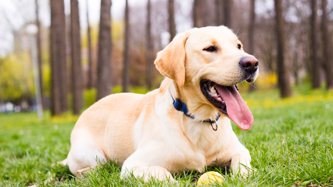Labrador lying on the grass in a park, ESA letter in Salem, OR