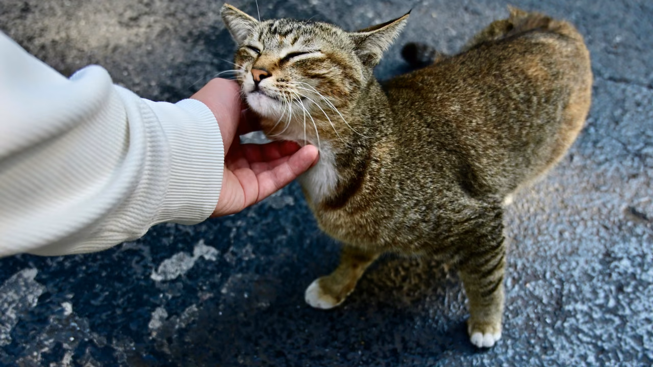 Tabby cat enjoying a chin scratch, ESA letter in San Antonio, TX