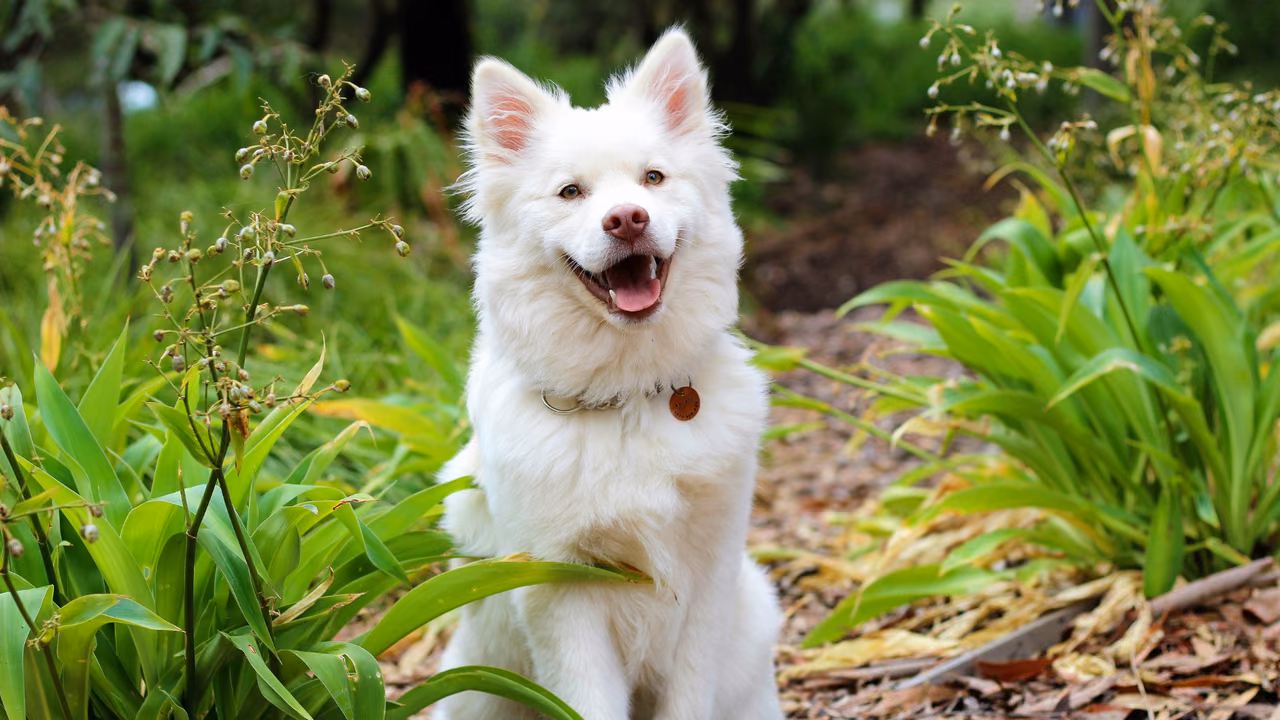 White spitz-type dog in a garden, ESA letter in San Bernardino, CA