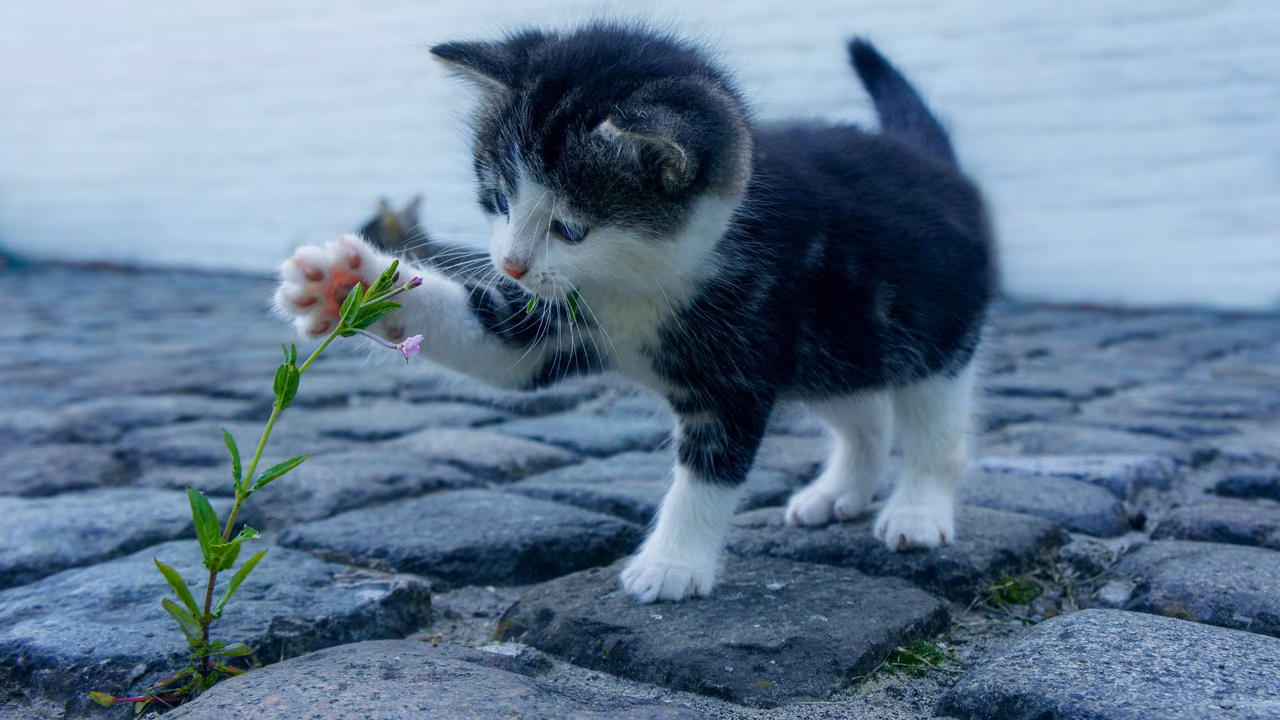 Black and white kitten playing with a plant, ESA letter in San Diego, CA