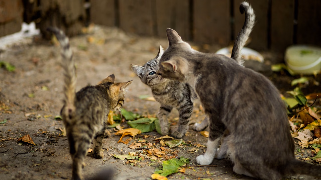 Cats exploring a backyard, ESA letter in San Francisco, CA