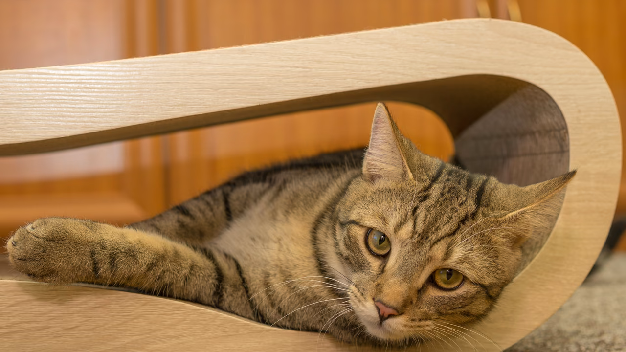 Tabby cat lounging in a wooden cat bed, ESA letter in San Jose, CA