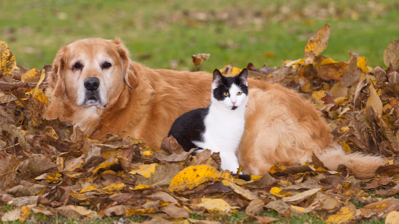 Golden retriever and cat lying in autumn leaves, ESA letter in Savannah, GA