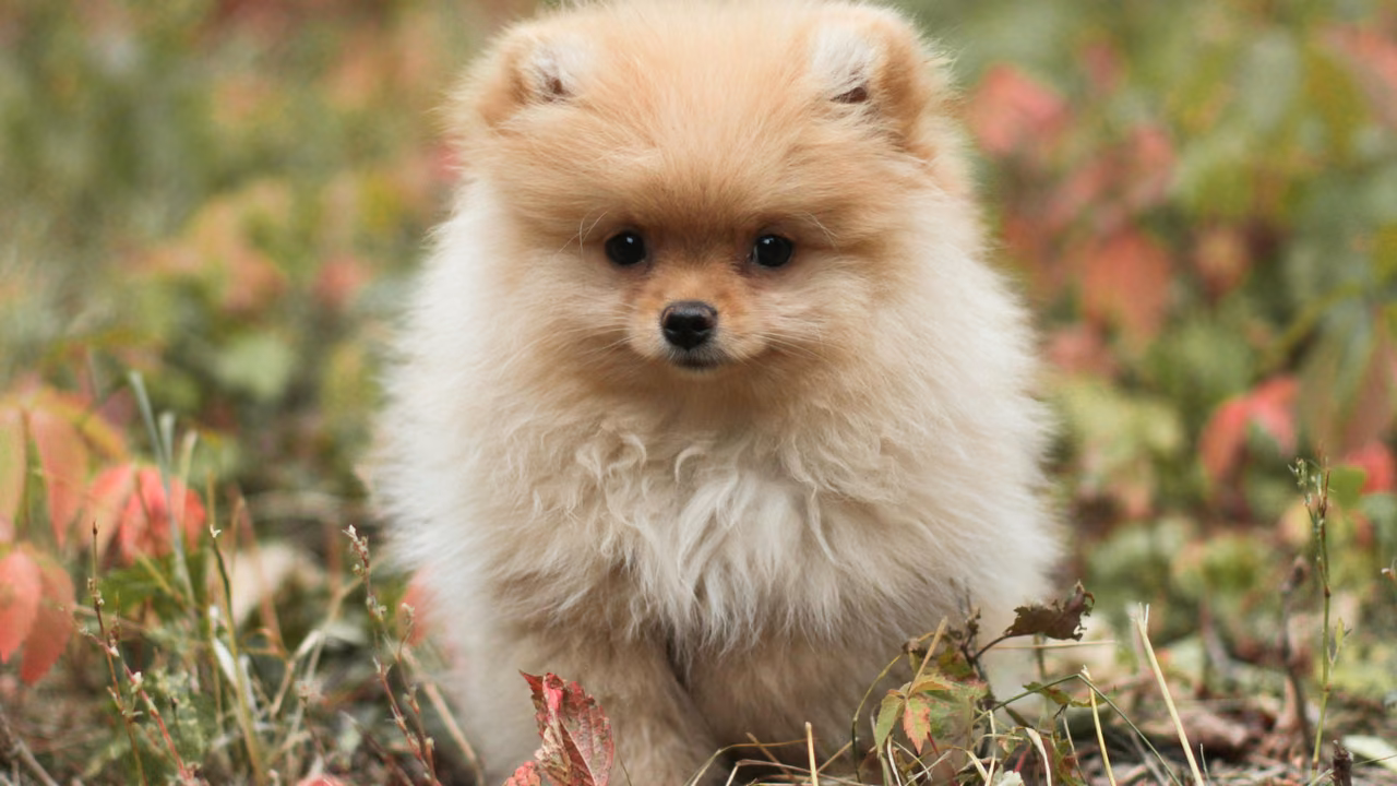 Fluffy Pomeranian puppy in the garden, ESA letter in Scottsdale, AZ