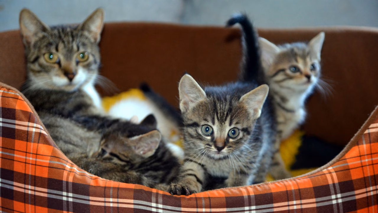 Tabby cat and kittens in a plaid pet bed, ESA letter in Seattle, WA